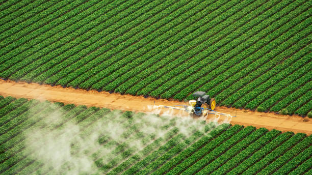 Best Termite Control Services  in Lovington, IL